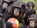 Animals World Cup Chimpanzees at Serengeti Park in Germany