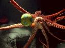 Animals World Cup Giant Pacific Octopus at National Marine Aquarium in Plymonth England