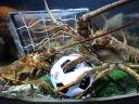 Animals World Cup Lobsters at Sea Life Aquarium in Germany