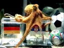 Animals World Cup Octopus predicts Germany lose to Serbia