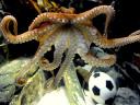 Animals World Cup Paul Octopus Oracle at Sea Life Public Aquarium in Germany