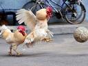 Animals World Cup Soccer Roosters in Shenyang China