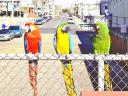 Ara Parrots at a Townscape