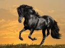 Arabian Black Horse Wallpaper