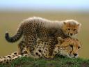 Baby Cheetah in Masai Mara National Reserve Kenya Africa