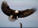Bald Eagle National Bird and Symbol of America