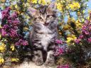 British Shorthair Cat among Flowers