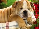 Bulldog Puppy Sleeping Beauty Wallpaper