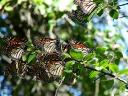 Butterfly Monarch Migration