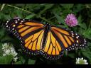 Butterfly Monarch in May
