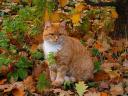 Cat on Background of Autumn Leaves