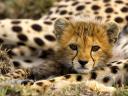 Cheetah Cub Masai Mara National Reserve Kenya Africa
