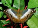 Common Cruiser Butterfly Female