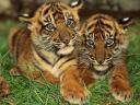 Cute Baby Bengals