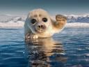 Cute Baikal Seal Puppy