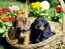 Dachshunds in a Basket