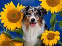 Dog among Sunflowers
