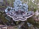 Emperor Moth Female