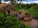 Family of African Bush Elephants in Tsavo East National Park Kenya