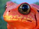 Frog Golden Toad