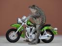 Froggy on a motorcycle