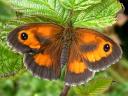 Gatekeeper Butterfly Male