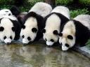 Giant Pandas in Chengdu Sichuan China