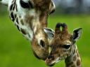 Giraffes Loving Mother South Africa Wallpaper