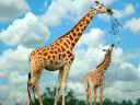 Giraffes National Reserve Masai Mara in Kenya Africa