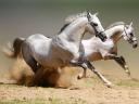 Horses Galloping White Stallions Wallpaper