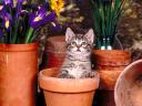 Kitten in a Flowerpot
