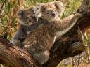 Koala with Baby at Bimbi Park Cape Otway Victoria Australia
