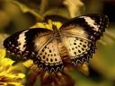 Leopard Lacewing Butterfly Female