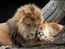 Lions in Love Wallpaper