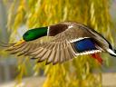 Mallard Duck in Flight Wallpaper