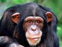 Monkey Common Chimpanzee