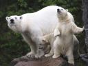 Polar Bear Cubs with Mother
