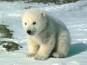Polar Bear