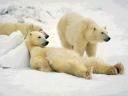 Polar Bears