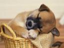 Puppy asleep in Basket Wallpaper