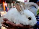 Rabbit as a pet on street in Zouping Shandong East China