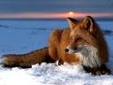 Red Fox on Snow at Alaska Arctic Circle