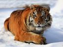 Siberian Tiger Safari in Russia