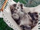 Silver Tabby Kitten in Hammock