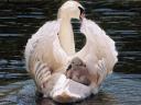 Swan with Cygnets Wallpaper