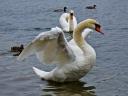 Swans in Round Pond Kensington Gardens London England