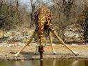 Thirsty Giraffe in Etosha National Park Namibia Africa