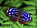 Tropical Blue Wave Butterfly