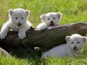 White Lion Cubs born in a British Zoo