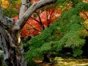 Autumn Garden Enkoji Temple Higashiyama Kyoto Japan